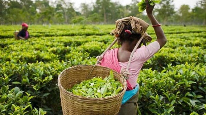 Jadi Minuman Populer Dunia, Ternyata Begini 10 Fakta Tersembunyi Tentang Teh yang Jarang Diketahui