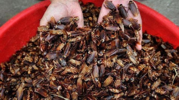 5 Gorengan Paling Ekstrim di Dunia! di Belanda Ada Tikus Goreng, Thailand Paling Ngeri