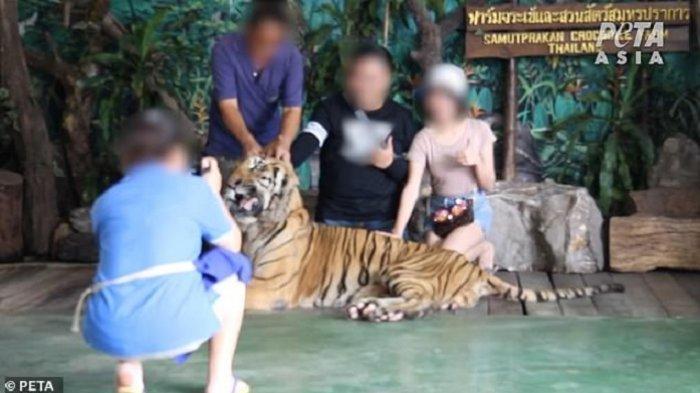 Potret Menyedihkan Kekerasan pada Hewan di Kebun Binatang demi Menghibur Tamu