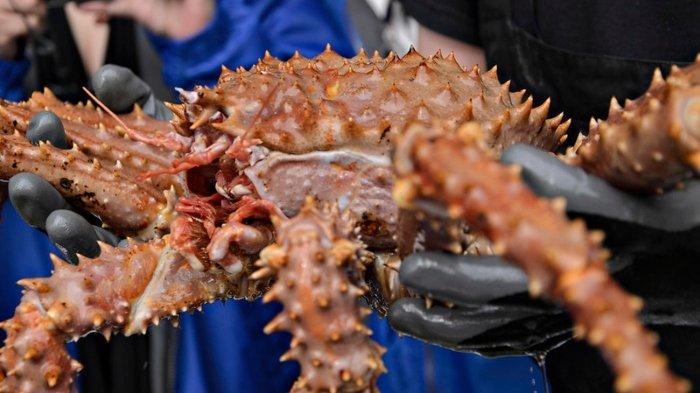 Miliaran Kepiting Termahal di Dunia Tiba-tiba Hilang Misterius dari Habitat, Apa Penyebabnya?