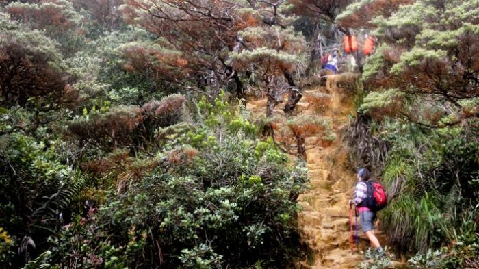 Gunung Kinabalu - 9 Hal yang Wajib Diketahui Sebelum Mendaki ke Sini! Nomor 1 dan 7 Mengejutkan!