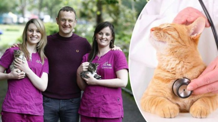 Bikin Ngiler! Klinik Hewan Irlandia Ini Tawarkan Pekerjaan Belai Kucing, Gajinya Capai Rp 300 Juta