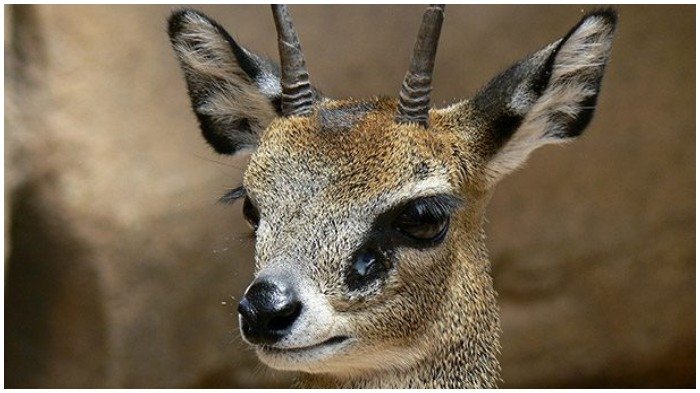 Olinguito hingga Binturong, 10 Binatang Langka Ini Bikin Kamu Pingin Nguyel-uyel Saking Gemes