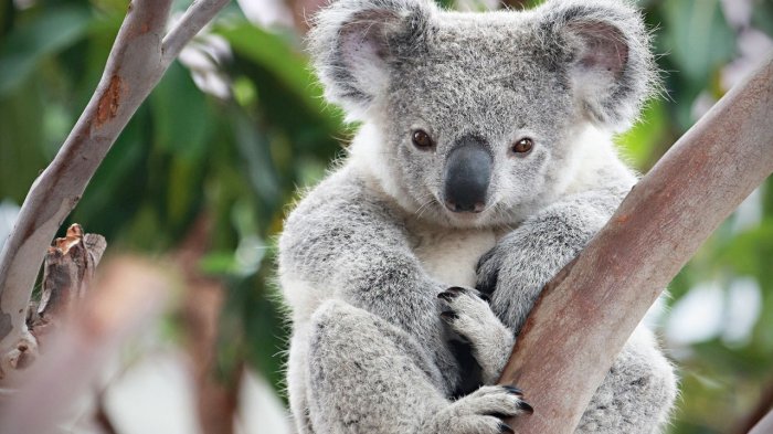 Fakta Unik Koala, Punya Sidik Jari Layaknya Manusia