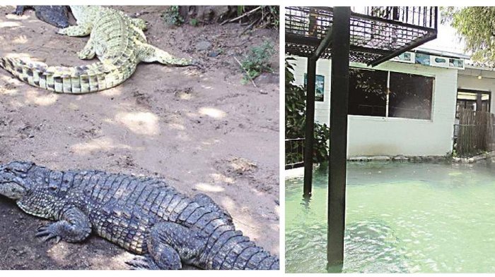 Mabuk Saat Hadiri Pernikahan, Pria Ini Tercebur ke Kolam Buaya dan Kehilangan Lengannya