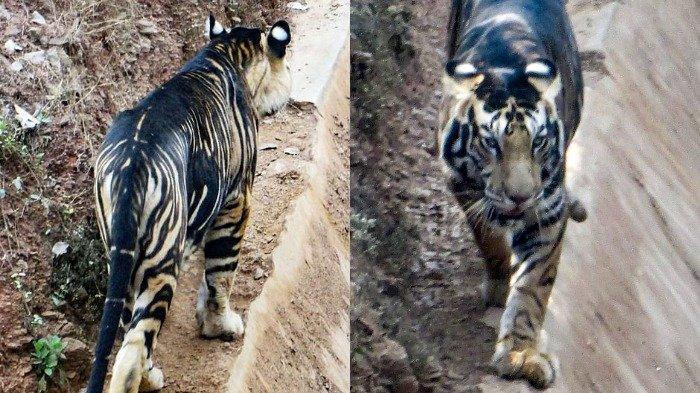 Kejadian Langka, Harimau Melanistik Berhasil Tertangkap Kamera di Daratan India