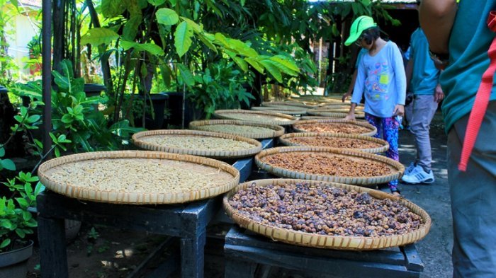 Kuliner Magelang - Setelah Keliling Candi Pawon, Yuk Cicipi Kopi Luwak di Pawon Luwak Coffee