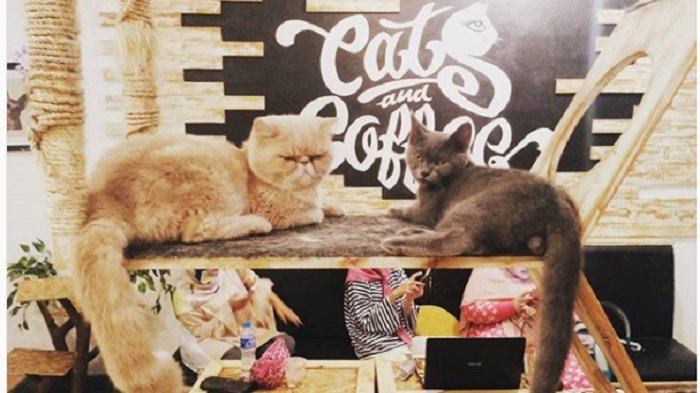 Hits di Berbagai Negara, Ini 6 Kafe Kucing di Indonesia yang Unik dan Bikin Gemas