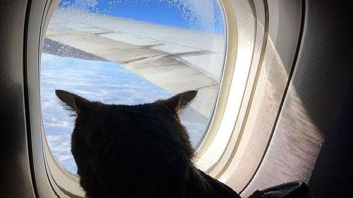 Demi Kucing Peliharaan Bisa Naik Pesawat, Traveler Ini Tipu Petugas Bandara
