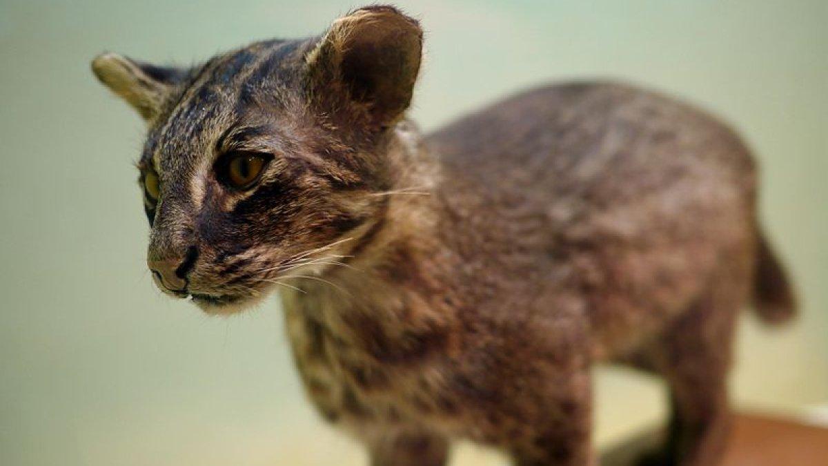 Kucing Iriomote, satu jenis spesies liar di Jepang yang dilindungi.