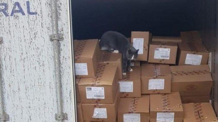 Viral Cerita Kucing Terkunci di Dalam Kontainer, Bertahan Hidup 3 Minggu Tanpa Makan dan Minum