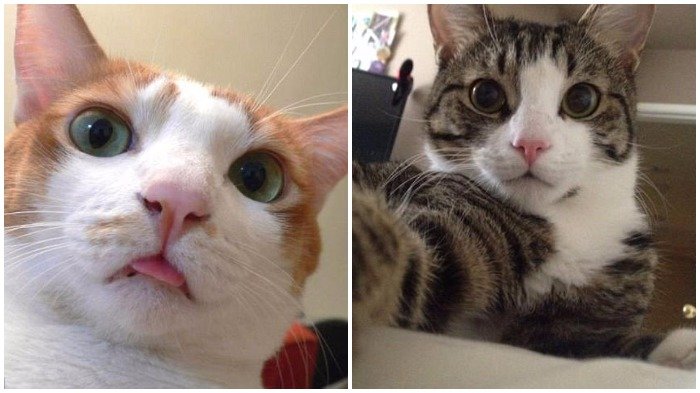 TERCYDUK! Begini Jadinya Jika Kucing Zaman Now 'Otak-atik' Kamera Webcam, Ga Tega Buat Marahin