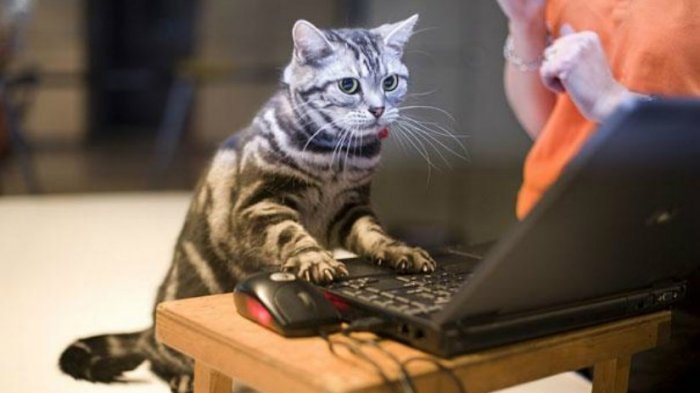 Duileeh! Begini Jadinya Jika Kucing Bisa Gantikan Keahlian Manusia, Ekspresi No 8 Paling Bengis