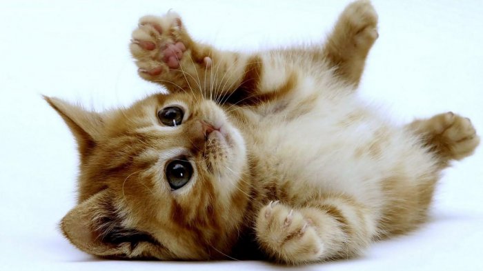 6 Jenis Kucing Paling Lucu di Dunia Ini Harus Dipelihara, Dua Lainnya Ada Banyak di Indonesia