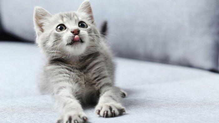 10 Fakta Aneh Tentang Kucing yang Jarang Diketahui, Ada yang Pernah Jadi Walikota Talkeetna Pula