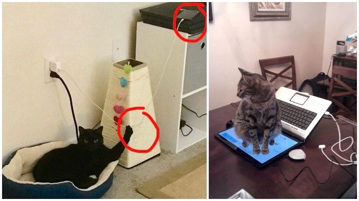 Nggemesin Sih, Tapi 15 Foto Ini Tunjukkan Momen Kucing Jadi Hewan Paling Menyebalkan Sedunia