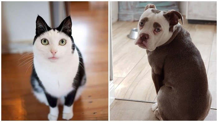15 Foto Binatang yang Miliki Pola dan Warna Bulu yang Aneh, Ada Anjing yang Selalu Terlihat Sedih