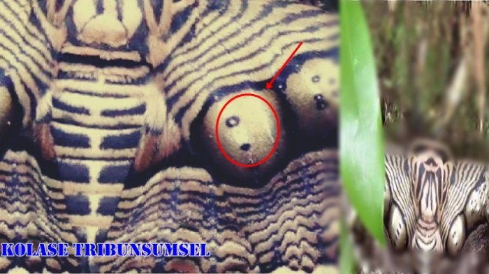 Jalan-jalan di Gunung, Pria Ini Temukan Benda Misterius! Dikira Kulit Ular, Usai Dicek, Ternyata. .