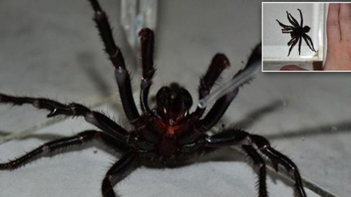 Dua Kali Besar dari Biasanya, Laba-laba Beracun Asal Australia Ini Bisa Bunuh Manusia dalam 15 Menit