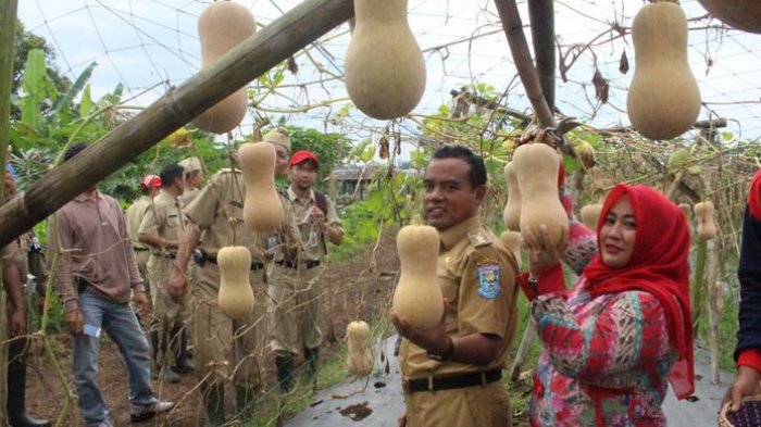 Kebun Holtikultura - Ngabuburit Makin Seru dengan Petik Buah Labu Madu Langsung di Purbalingga