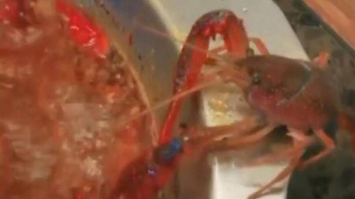 Viral Video Lobster Berusaha Kabur dari Panci Saat Direbus, Berhasilkah?