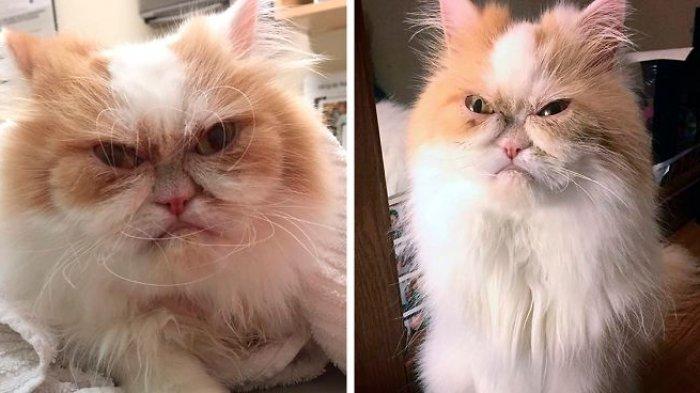 Temui Louis, Kucing Pemarah yang Jadi Viral di Media Sosial