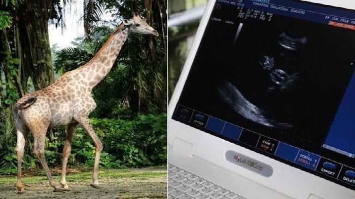 Lucy, Jerapah Betina Berusia 14 Tahun di Kebun Binatang Singapura Meninggal saat Lahirkan Anaknya