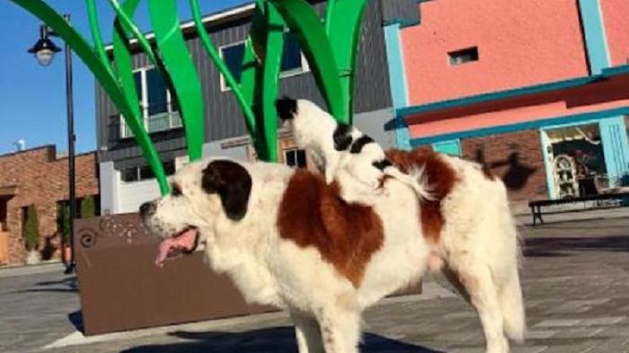 Lulu - Lucu! Lihat Apa yang Dilakukan Anjing Kecil Ini pada Kawannya Saat Traveling Keliling Amerika