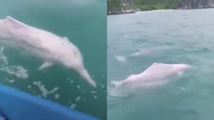Tak Ada Wisatawan saat Lockdown, Lumba-lumba Pink Langka Terlihat di Pulau Koh Phangan
