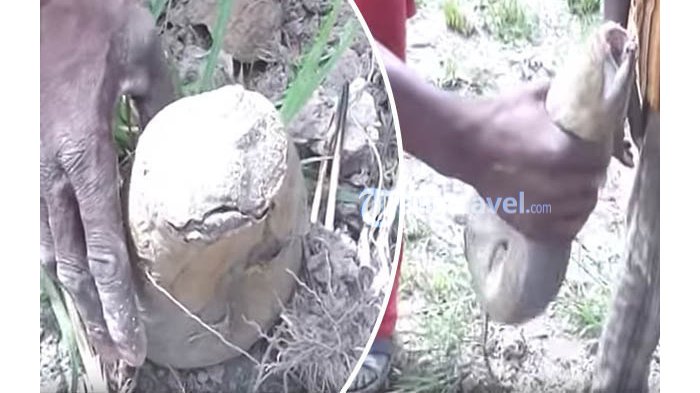 Tak Bisa Dipercaya, Pria Ini Temukan Ikan Aneh Saat Menggali di Padang Pasir Tandus di Afrika Barat