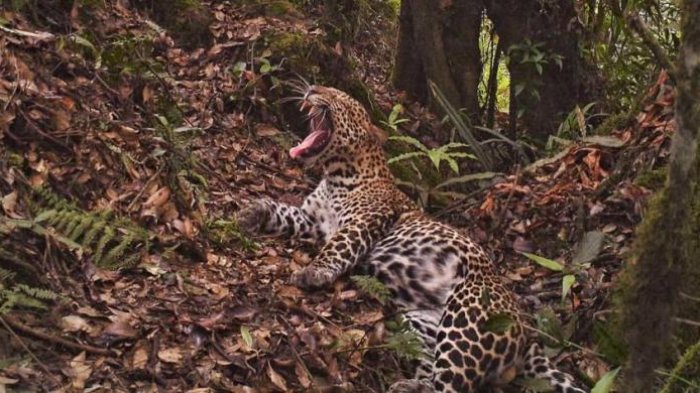 Tak Pernah Menampakkan Diri, Begini Misteri Keberadaan Satwa Liar Macan Tutul di Hutan Merapi