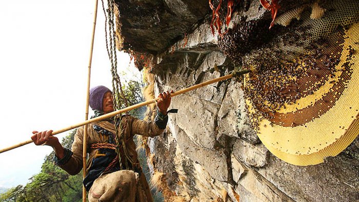 Sama Berharganya dengan Emas, Penduduk Himalaya Rela Pertaruhkan Nyawa Demi Dapatkan Madu 'Gila'