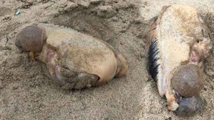 Monster Laut Berwajah Aneh Ditemukan Terdampar di Pantai, Ternyata Itu . . .