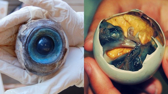 7 Makanan Paling Menjijikan di Dunia Ini Ternyata Punya Banyak Penggemar, Satunya Bola Mata Ikan