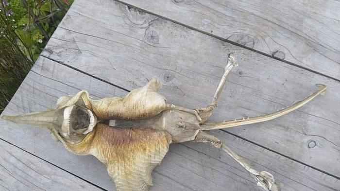 Makhluk Laut Misterius yang Terdampar di Pantai Selandia Baru Ini Bingungkan Warga Lokal