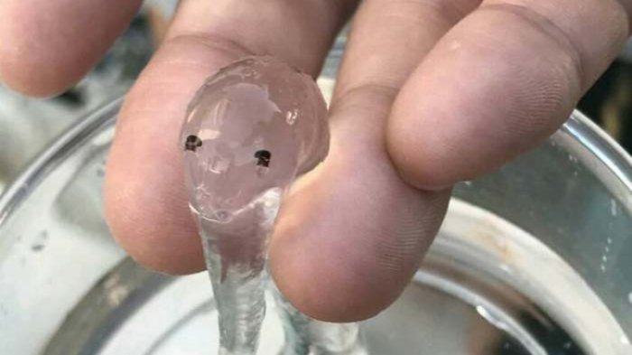 10 Penemuan Makhluk Paling Misterius di Alam Semesta, Benarkah Kiriman dari Planet Lain?