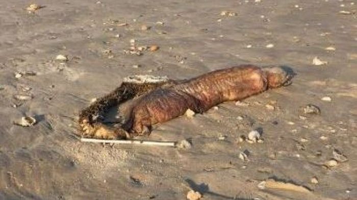 Jalan di Pantai, Wanita Ini Temukan Makhluk Misterius Terdampar! Usai Didekati, Monsterkah?