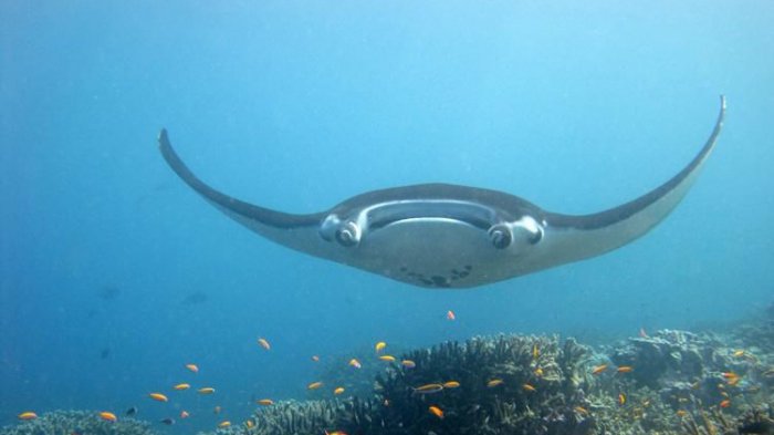 Jarang Terlihat Mata, Ternyata Habitan Langka Manta Ray Muda Juga Nampak di Teluk Meksiko