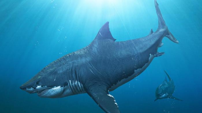 Fakta Unik Megalodon, Hiu Terbesar di Dunia yang Siripnya Setinggi Tubuh Orang Dewasa