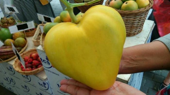 Fruit and Veggie Festival - Inilah Bedanya Melon Hijau dan Kuning, Kamu Nggak akan Nyangka