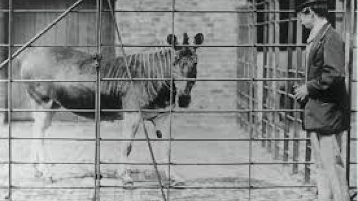 Sejarah Mengerikan Ketika Orang Perancis Memakan Seisi Kebun Binatang, Daging Gajah Dijadikan Sop