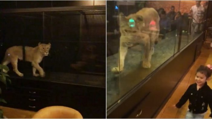 Viral, Kafe di Turki Pelihara Singa untuk Hibur Pelanggan, Kini Pemiliknya Dikecam