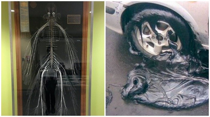 Meski Susah Dipercaya, 25 Momen Ini Beneran Nyata, Nggak Ada Lagi Istilah No Picture = Hoax