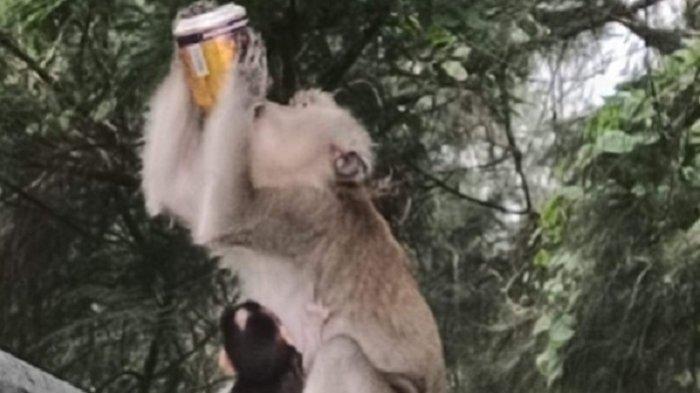 Kelakuan 'Nakal', Monyet-Monyet Ini Curi Teh Kemasan dan Minuman Energi Milik Orang di Jalanan
