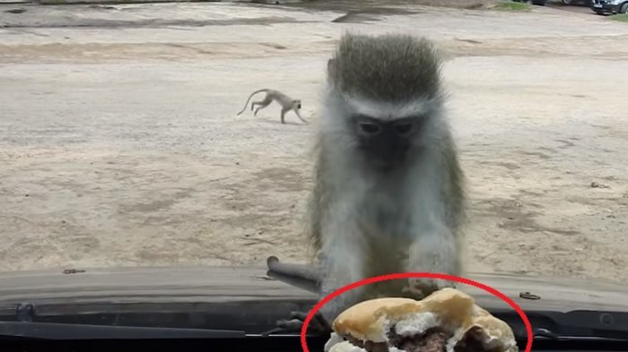 Monyet Ini Lakukan Hal Terduga Saat Lihat Burger di Mobil, Selanjutnya yang Terjadi Bikin Senyum