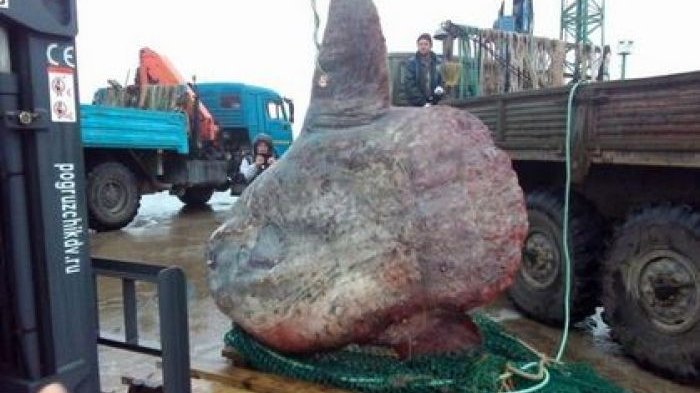 Buhsyet, Gede Banget! Nelayan Ini Tangkap Ikan Berbobot 1,2 Ton, Lihat yang Terjadi pada Ikan Itu