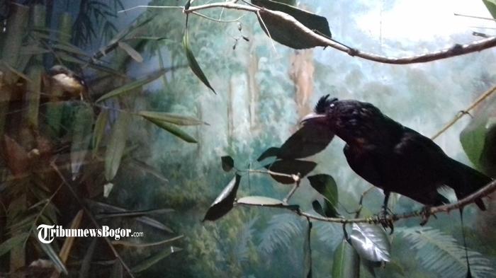 Burung langka ini menjadi satu di antara ratusan koleksi hewan yang diawetkan di Museum Zoologi, Jalan Ir H Djuanda, Kota Bogor.