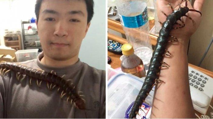 Dianggap Jinak, Pria Ini Biarkan Kelabang Beracun Peliharaannya Merayap di Tubuh