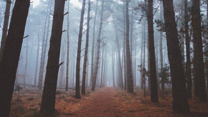 5 Hutan di Inggris yang Terkenal Menyeramkan, Pengunjung Sering Diganggu Penampakan