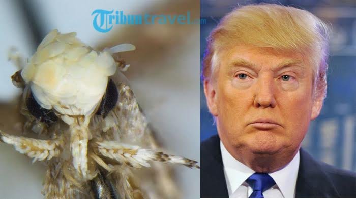 Bukan Spesies Biasa, Binatang Kecil Ini Dinamai Donald Trump, Alasannya Kekinian Banget